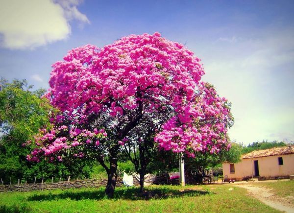 IPÊ ROSA MUDAS 60CM