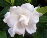 JASMIM GARDENIA 25CM