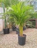 ARECA BAMBU 60CM A 1MT